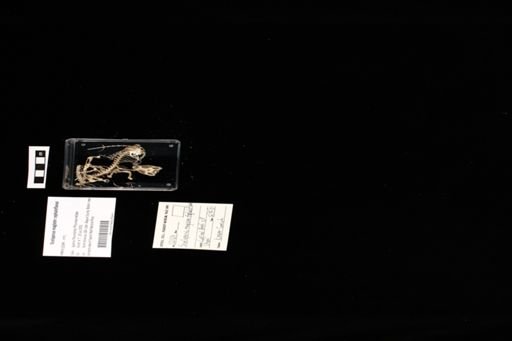 Sceloporus magister cephaloflavus