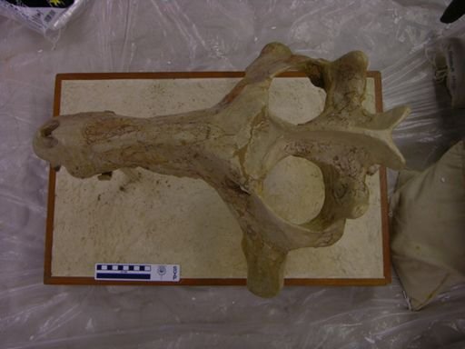 Archaeotherium crassum