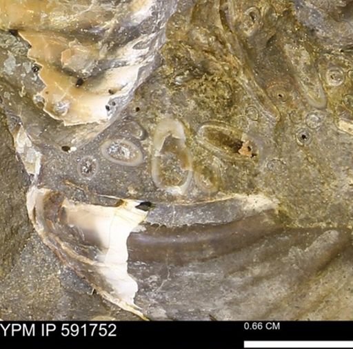 Serpulidae