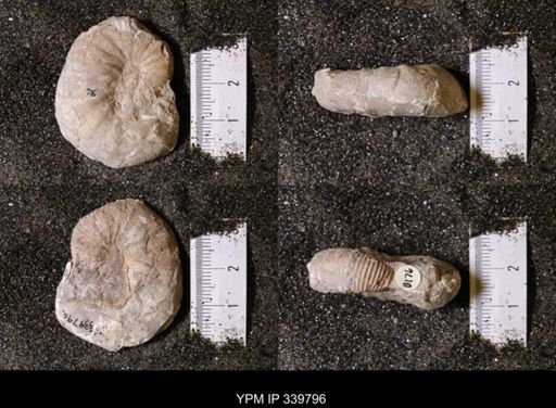 Scaphites whitfieldi