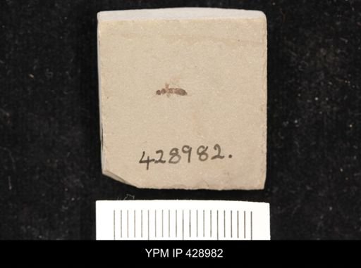 undet. Staphylinidae