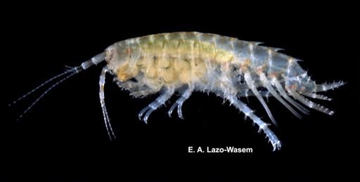 Gammarus mucronatus