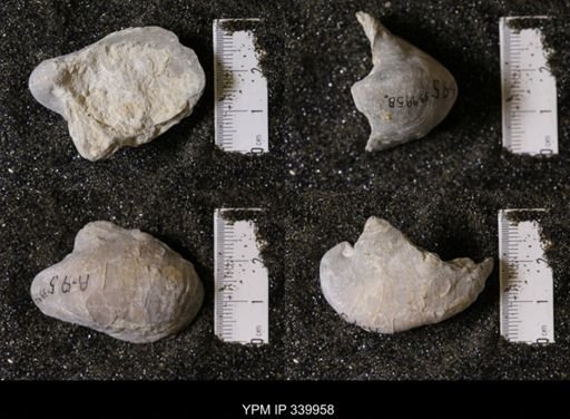 Gryphea washitaensis