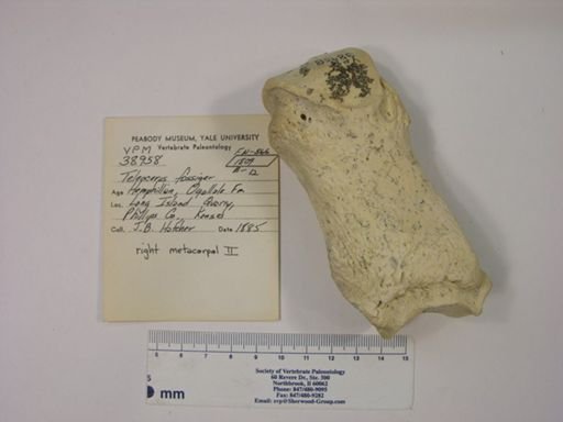 Teleoceras fossiger