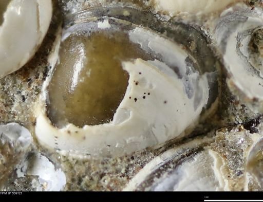 Corbulamella gregaria