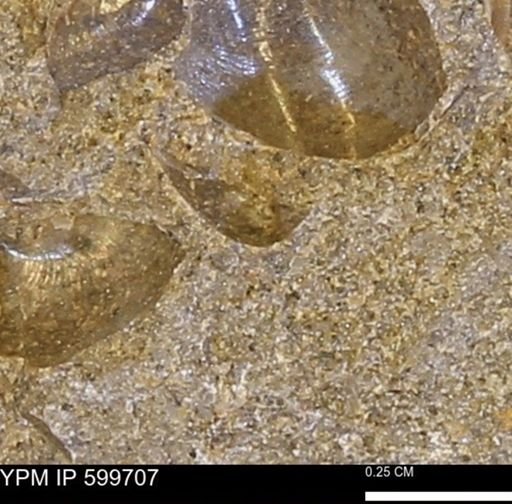 Protocardia subquadrata