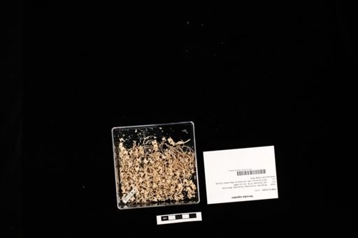 Nerodia sipedon