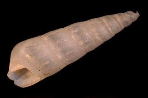 Turbonilla stricta