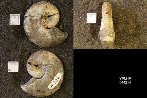 Hoploscaphites nicolletii