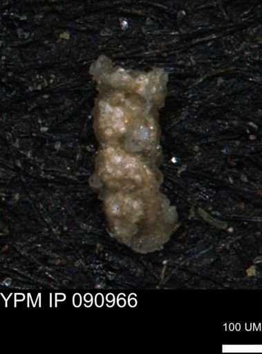 Ammobaculites obliquus