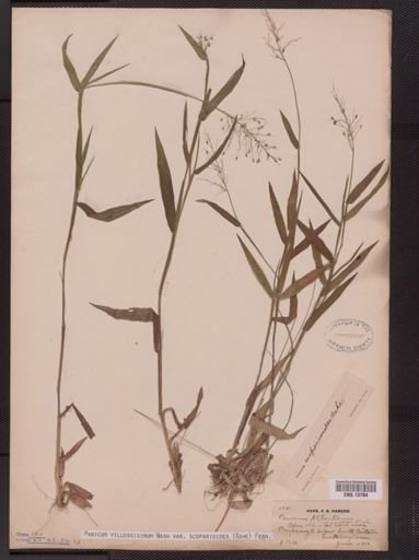 Panicum villosissimum