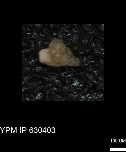 Heterohelicidae?