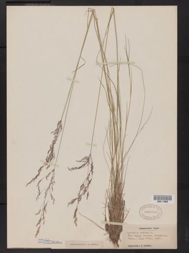 Agrostis canina