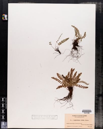 Asplenium viride