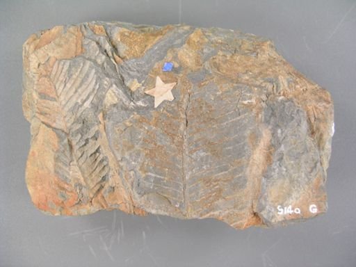 Zamites rolkeri