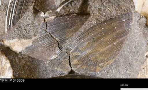 Limopsis striatopunctatus