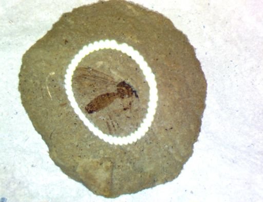 undet. Diptera