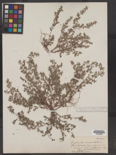Euphorbia maculata