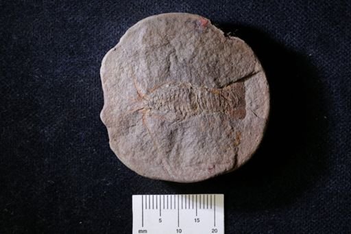 Pygocephalus gracilis
