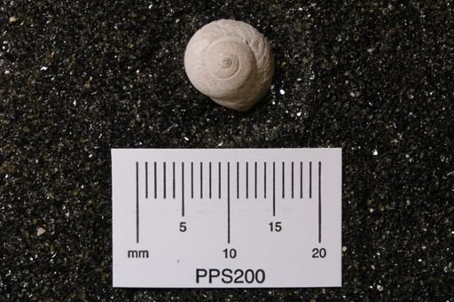 Turbo heliciformis