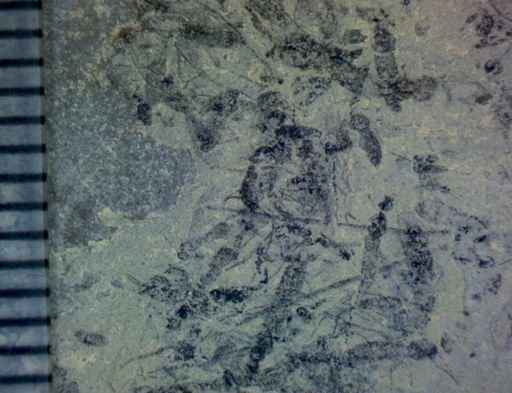 undet. Hexapoda