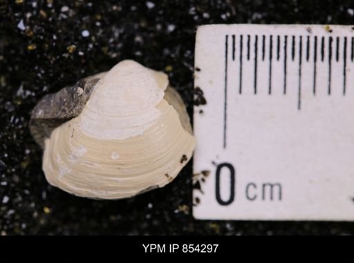 Limopsis striatopunctatus