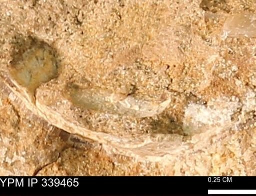 undet. Mollusca