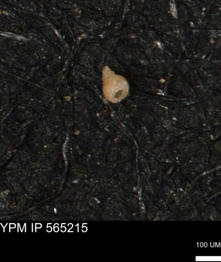 Clathrocyclas (Clathrocyclas) irrasa