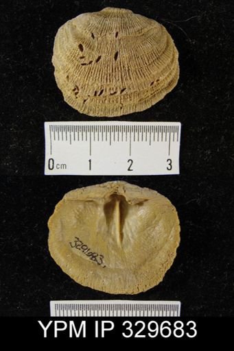 Derbyia crassa
