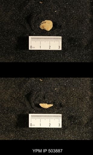 Astartella concentrica
