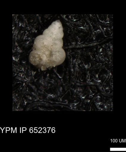 undet. Heterohelicidae