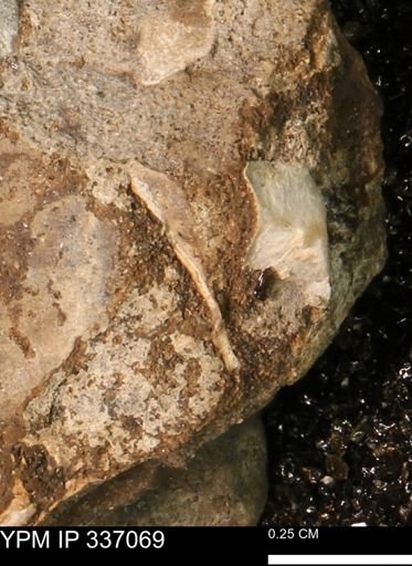undet. Mollusca