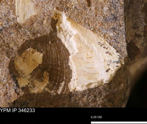 undet. Bivalvia