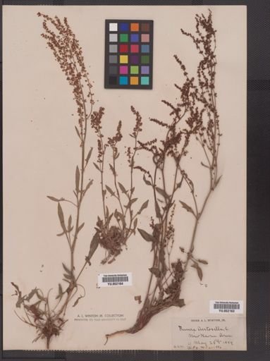 Rumex acetosella
