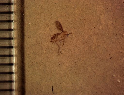 Mycetophilidae?