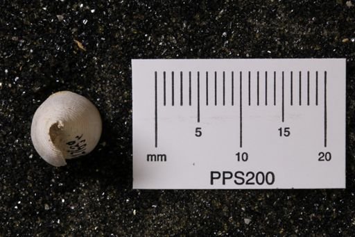 Conus stearnsi