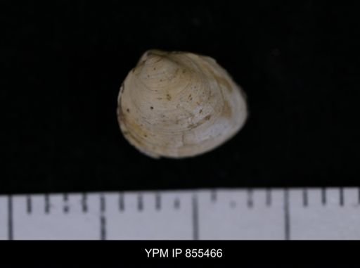 Limopsis striatopunctatus
