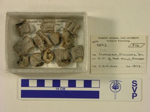 Dinornis novaezealandiae