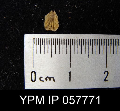 Camarotoechia bialveata