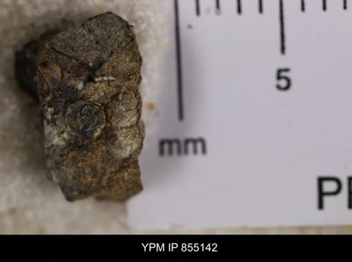 Amuletum?