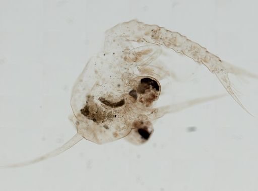 Brachyura
