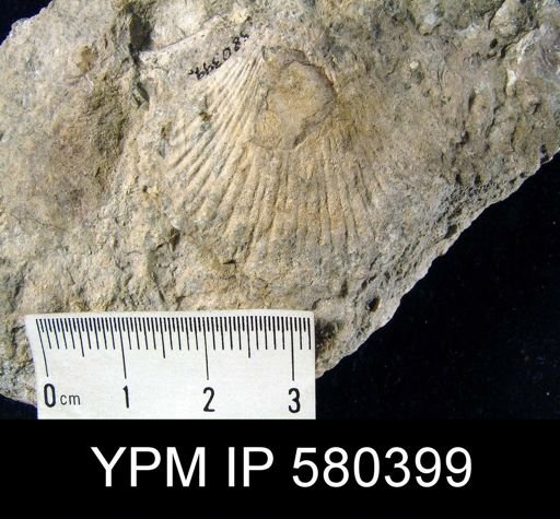 undet. Brachiopoda