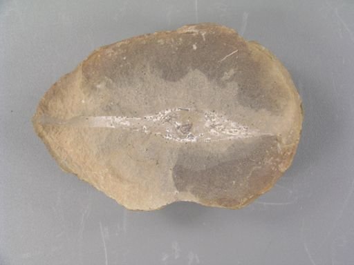 Palaeoxyris prendelii