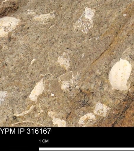 undet. Mollusca