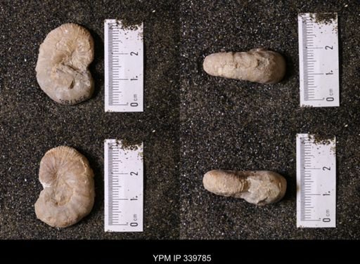 Scaphites whitfieldi