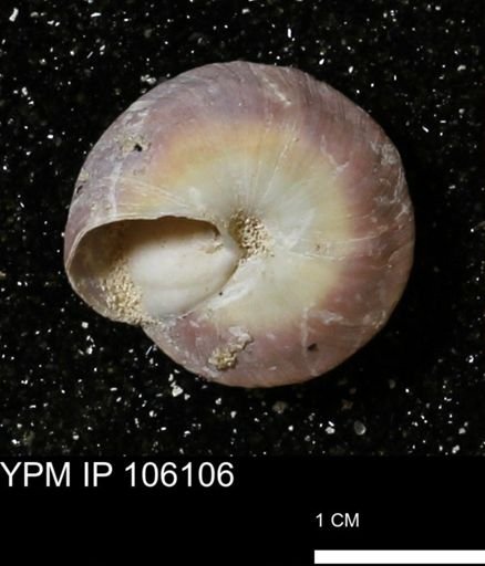 Poecilozonites bermudensis zonatus