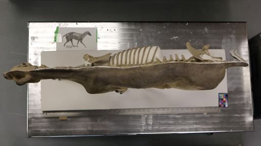 Mesohippus bairdii