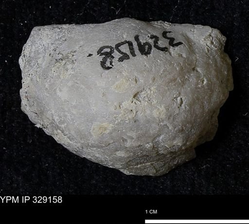 Pholidostrophia iowaensis