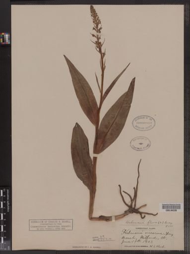 Habenaria virescens