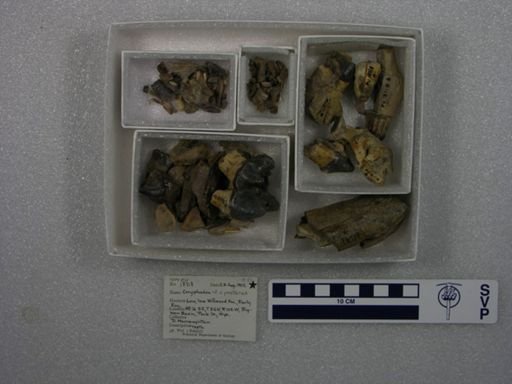 Coryphodon proterus